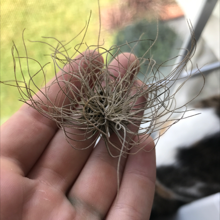 A Small Ballmoss plant held in a person's hand, appearing dry with thin, wiry leaves.