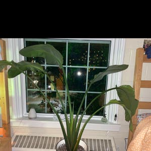 White Bird of Paradise plant photo by Ameliasoasis125 named Hades on Greg, the plant care app.