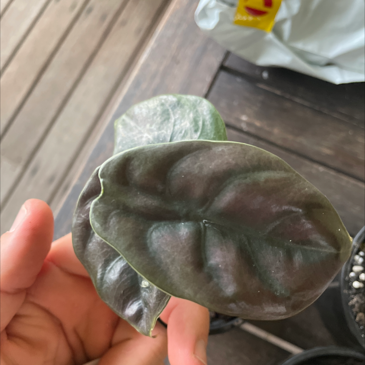 Close-up of an Alocasia ‘Red Secret’ plant with dark, glossy leaves held by a hand.