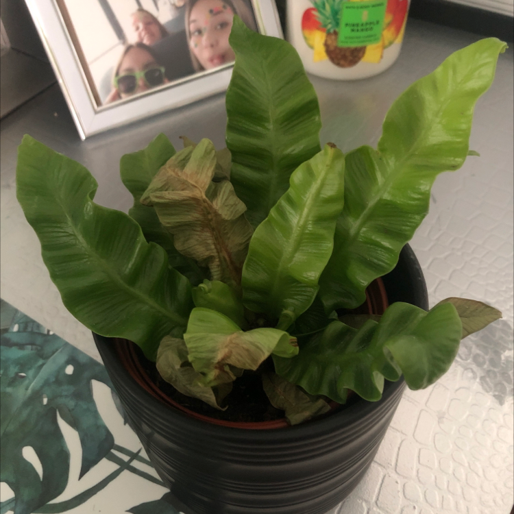 Bird's Nest Fern plant photo by Kyla named jessie on Greg, the plant care app.