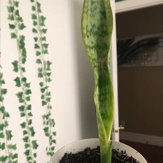 Snake Plant plant in Cornwall, Ontario