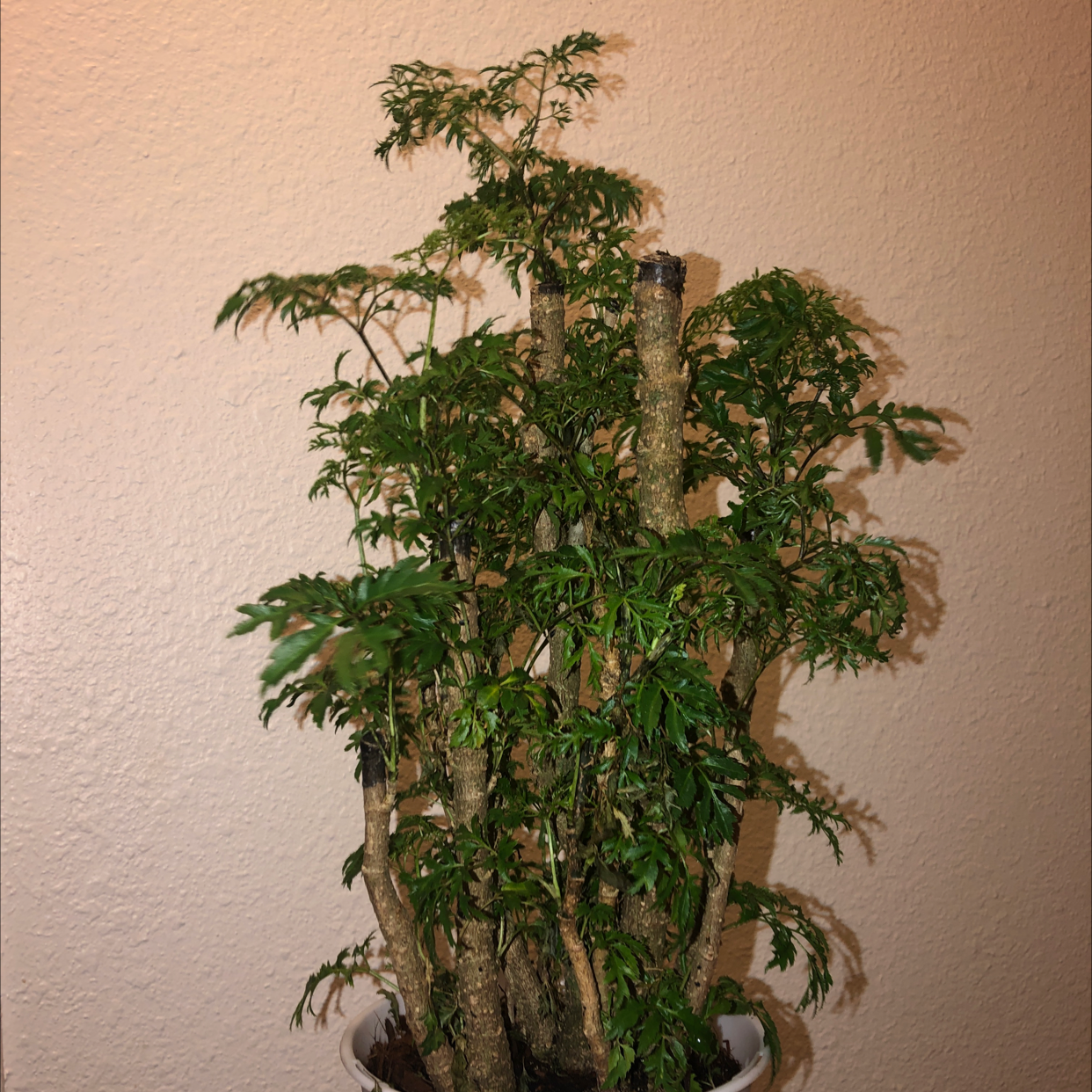 Photo of the plant species Ming Aralia by Chloe named Your plant on Greg, the plant care app