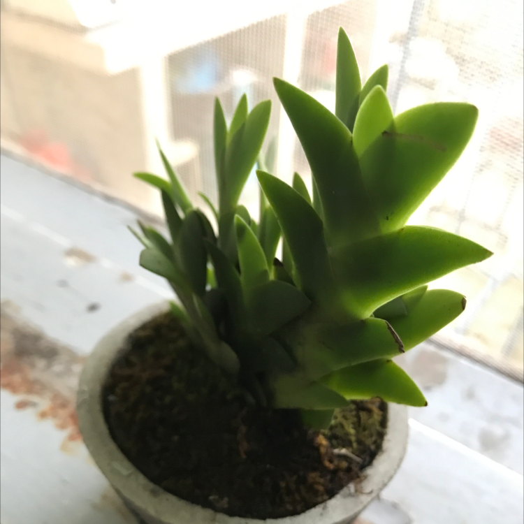 Photo of the plant species Mini Dunce Cap by Citrus named Asher on Greg, the plant care app