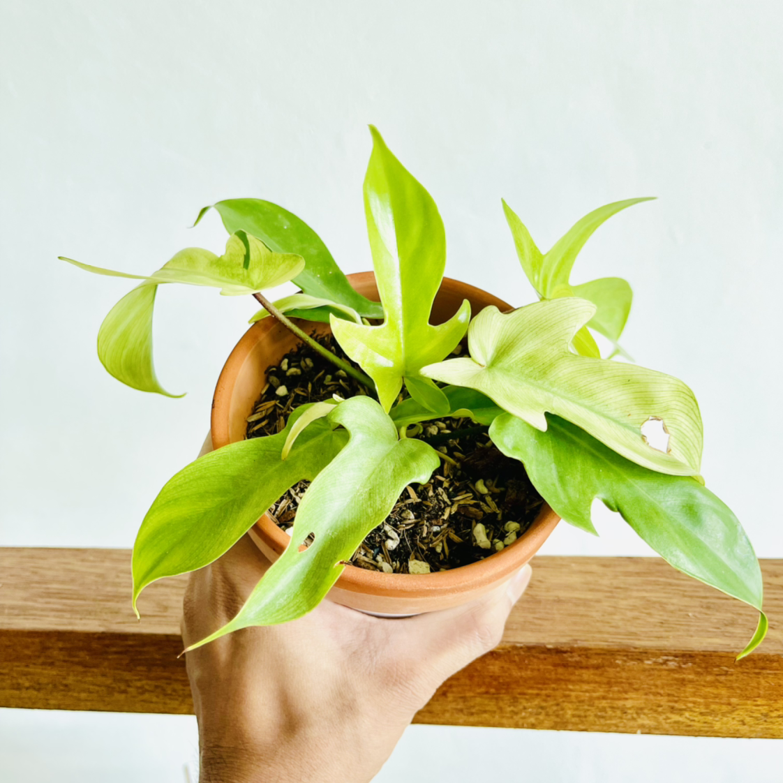 Photo of the plant species Philodendron 'Florida Ghost' by @alaiff named Felix on Greg, the plant care app