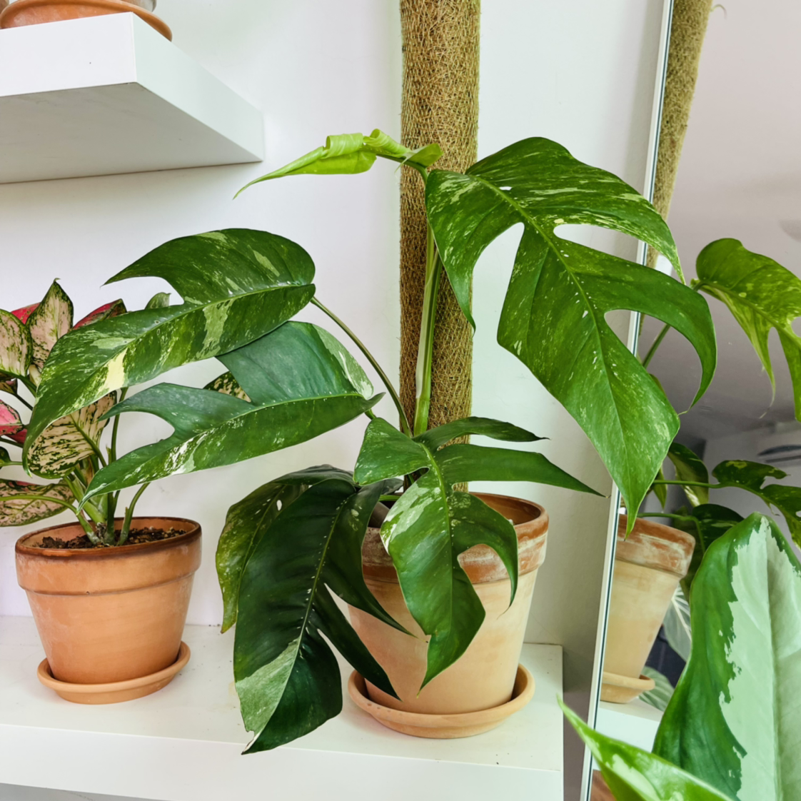 Photo of the plant species Albo Epipremnum Pinnatum by @alaiff named Natalie on Greg, the plant care app