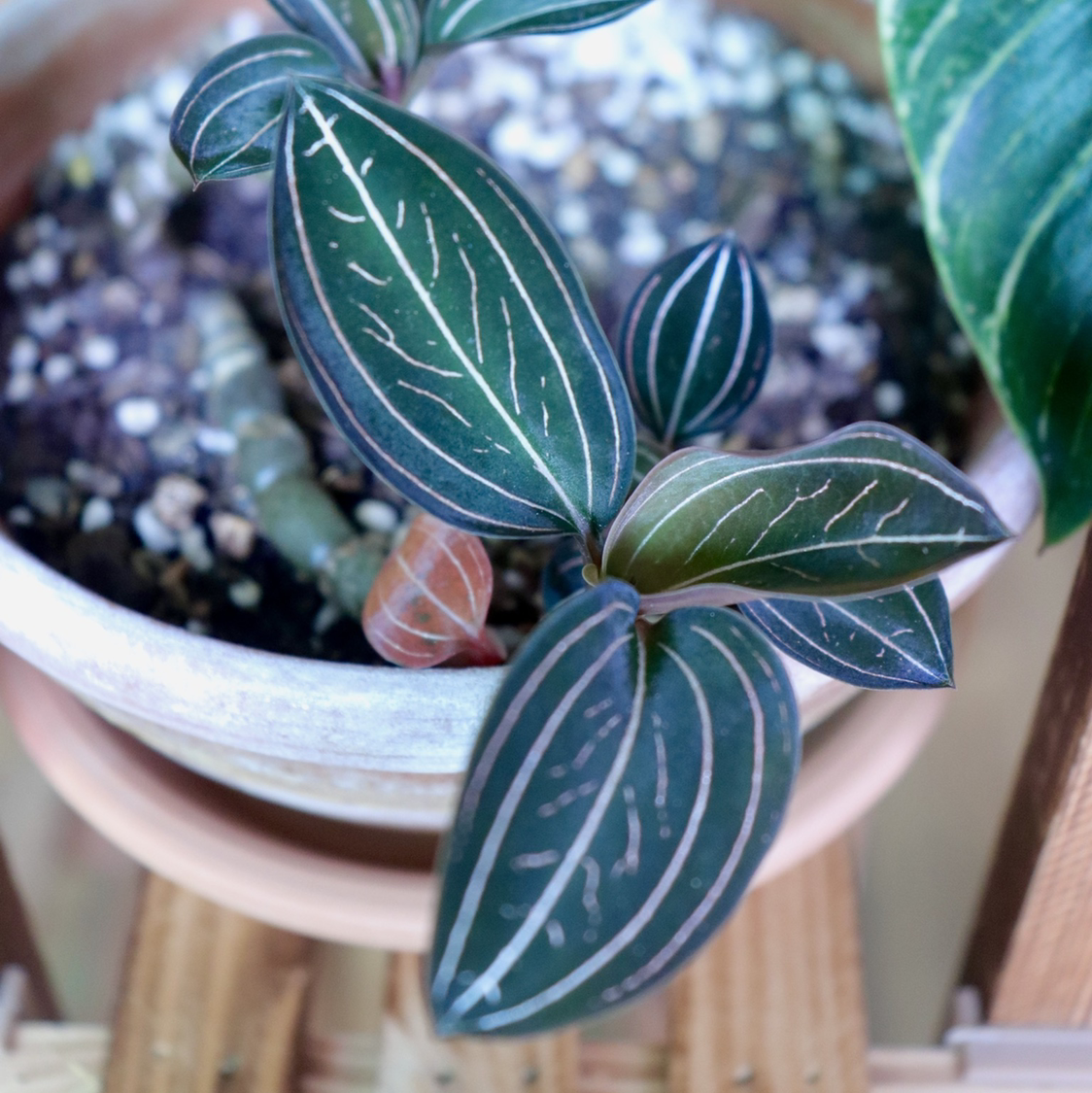 Photo of the plant species Jewel Orchid by @alaiff named Kesha on Greg, the plant care app