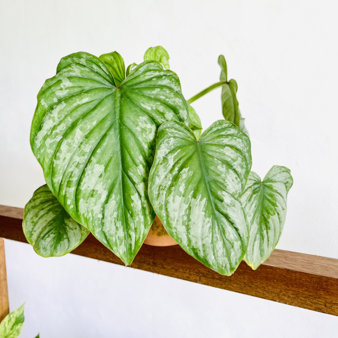 Personalized Philodendron Mamei Care Water Light Nutrients Greg App