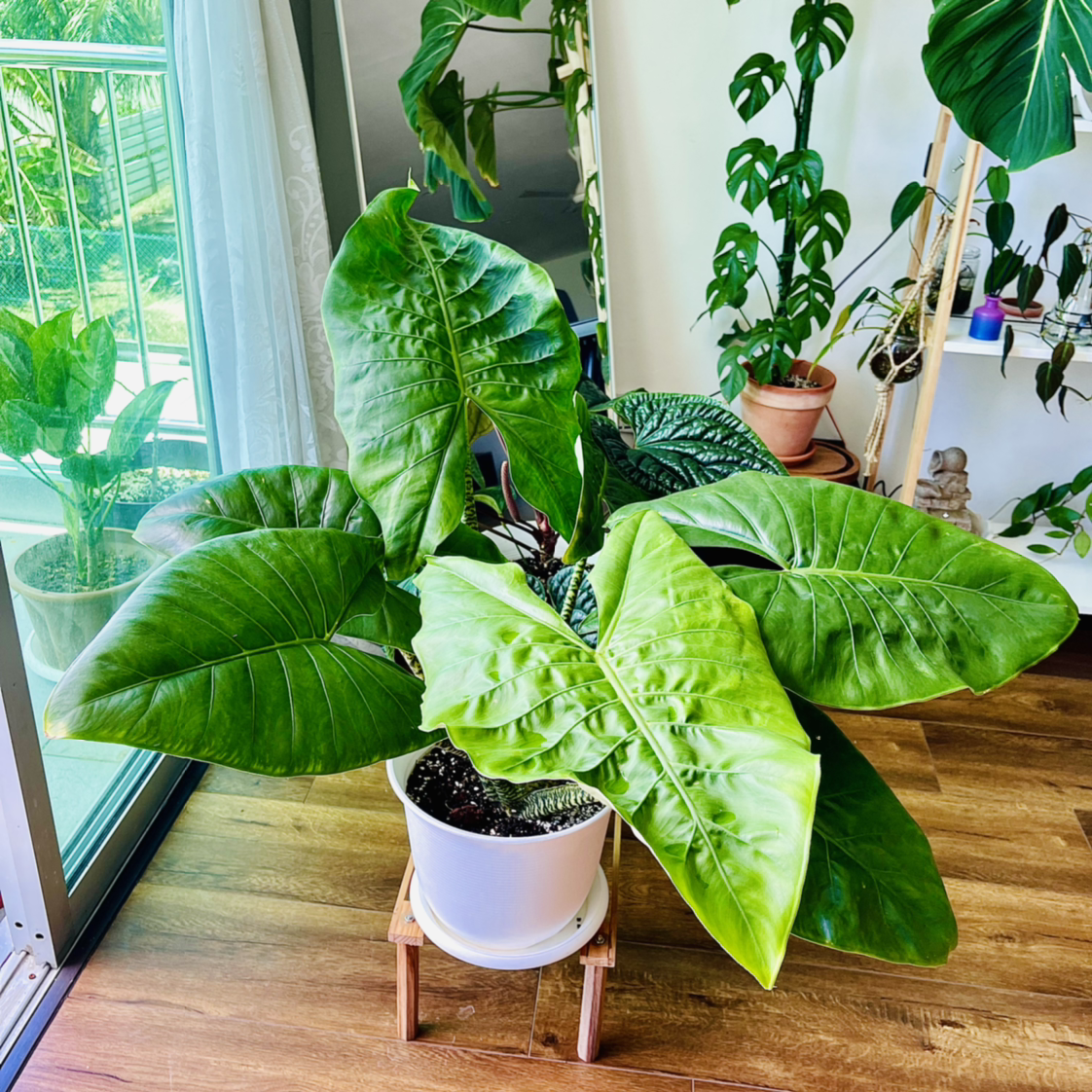 Photo of the plant species Little Zebrina Alocasia by @alaiff named Zabby on Greg, the plant care app