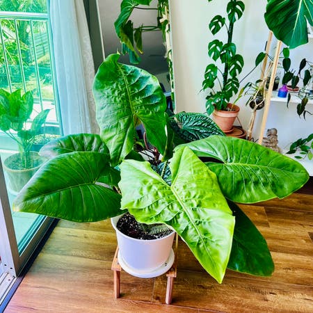 Photo of the plant species Alocasia Zebrina by Alaiff named Zabby on Greg, the plant care app