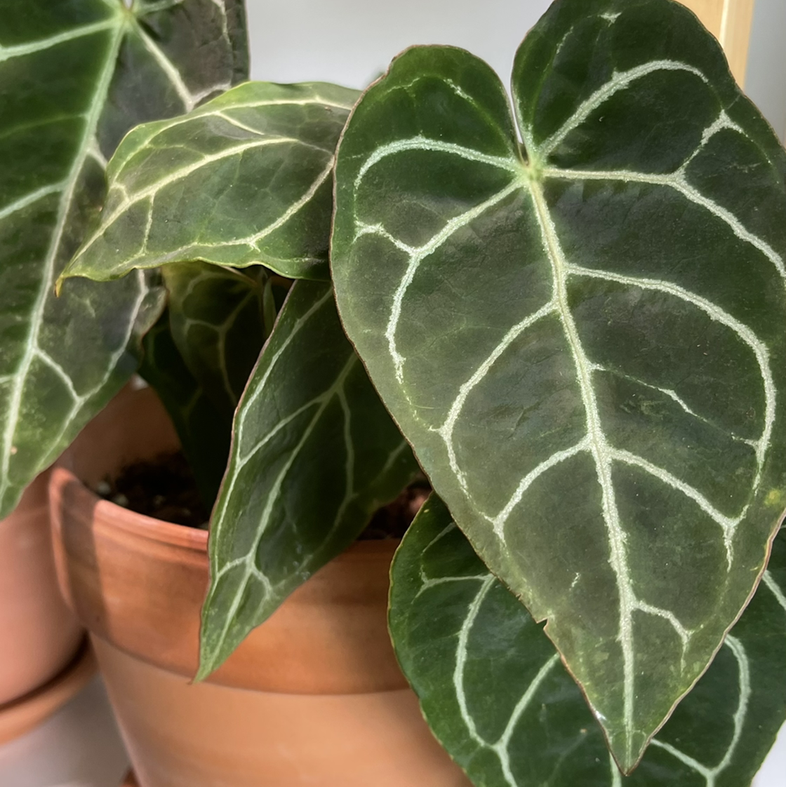 Crystal Anthurium plant with dark green leaves and white veins in a terracotta pot.