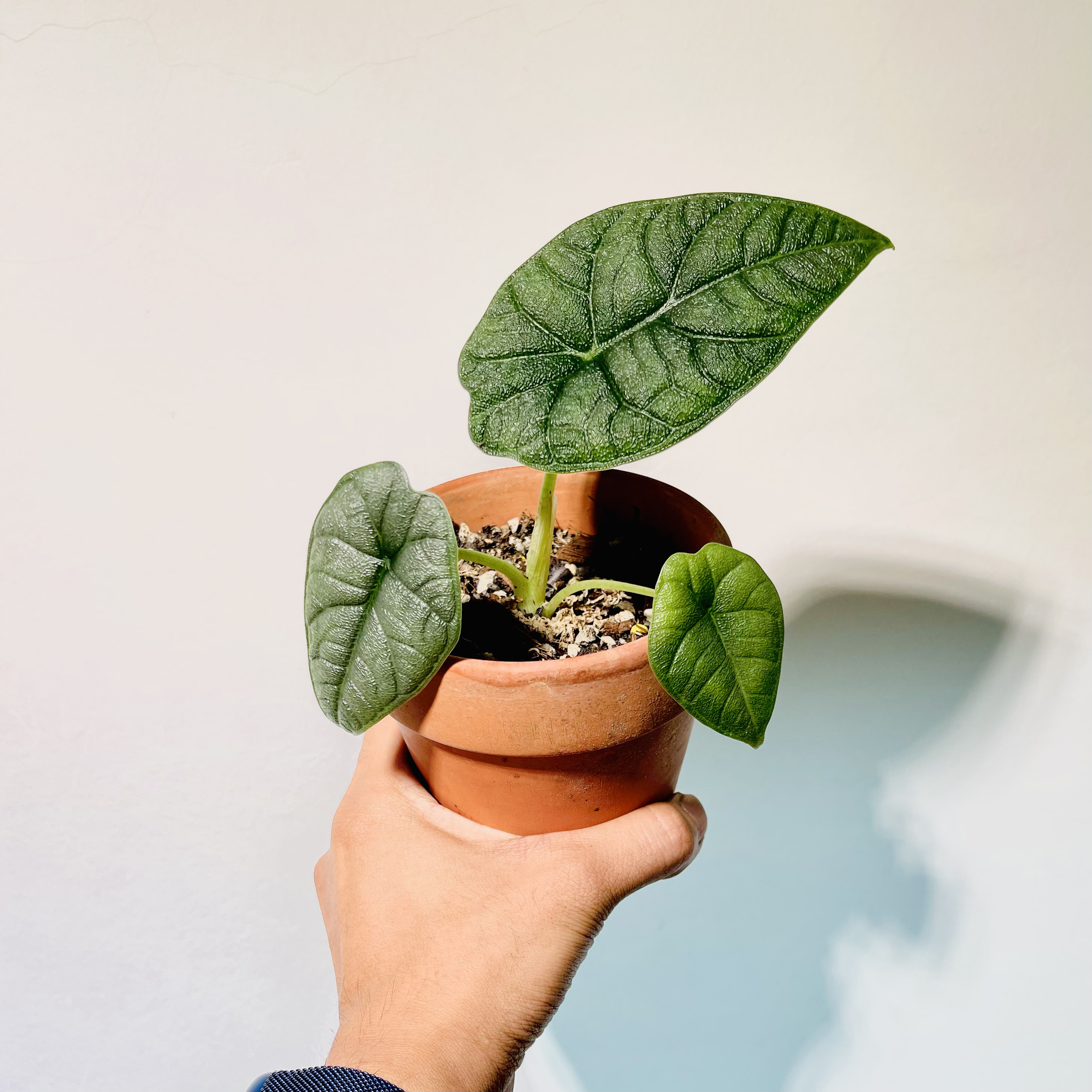 Potted Alocasia 'Rugosa' plant with textured leaves held by a hand.