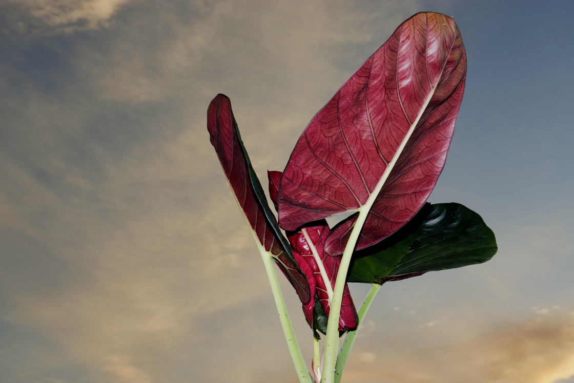 Photo of the plant species Alocasia Reginae Black by @alaiff named Demi on Greg, the plant care app