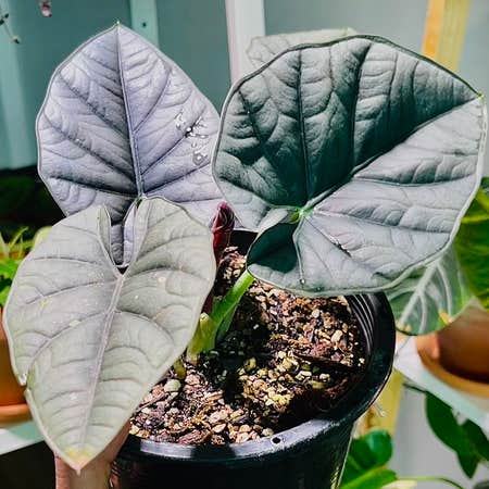 Photo of the plant species Alocasia Reginae Silver by @alaiff named Norrin on Greg, the plant care app