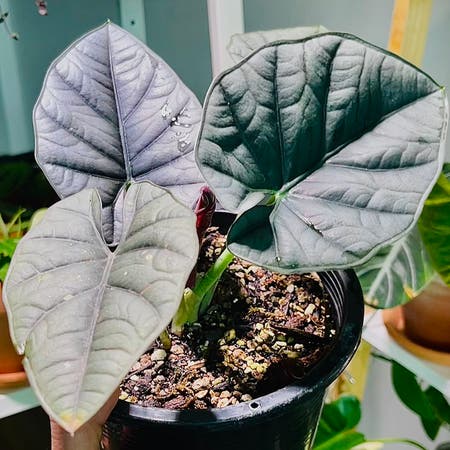 Photo of the plant species Alocasia Reginae Silver by Alaiff named Norrin on Greg, the plant care app