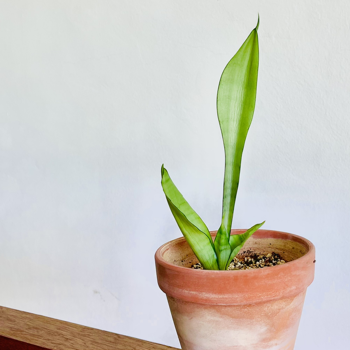 Photo of the plant species Silver Snake Plant by @alaiff named Luna on Greg, the plant care app