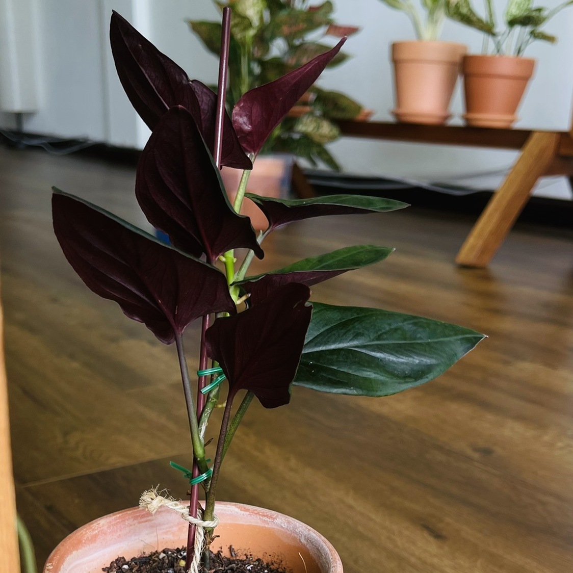Arrowhead Vine 'Red Arrow' in a pot with dark, vibrant leaves. Soil is visible.
