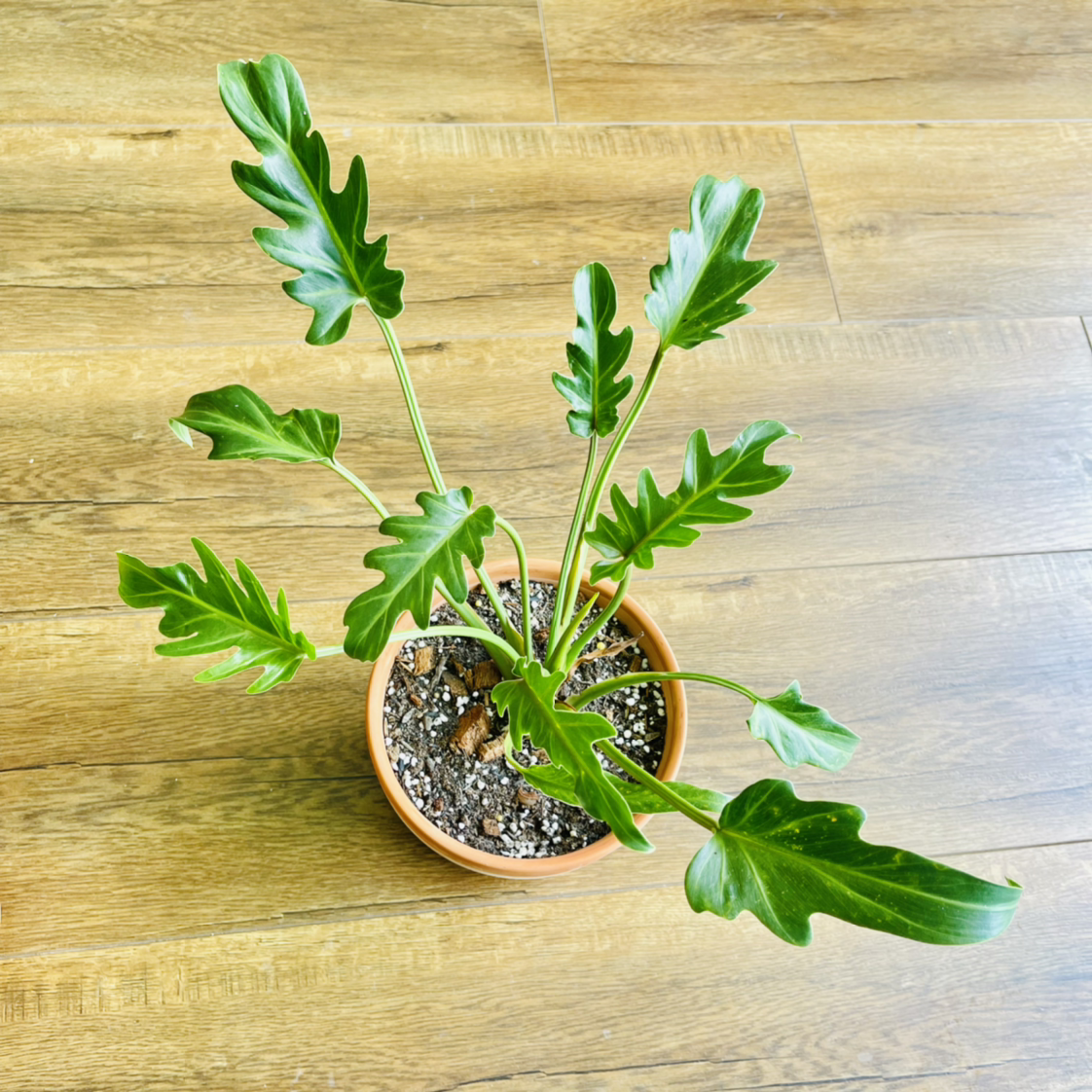 Photo of the plant species Philodendron Xanadu by @alaiff named Xena on Greg, the plant care app