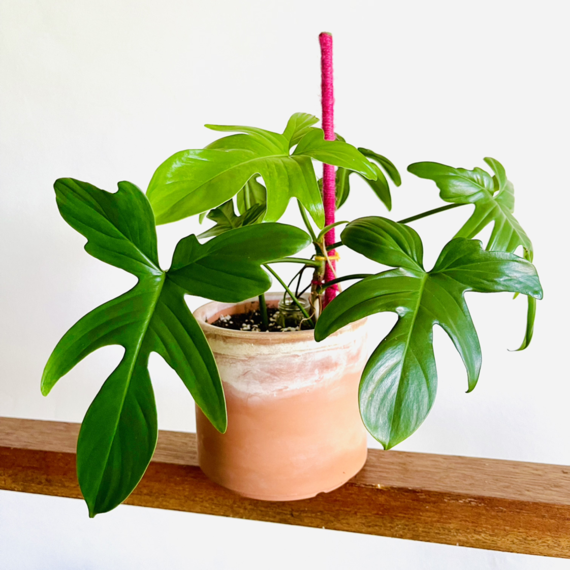 Photo of the plant species Philodendron Pedatum by @alaiff named Maddy on Greg, the plant care app