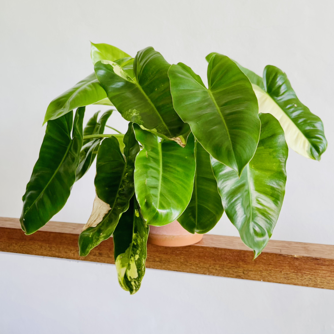 Photo of the plant species Burle Marx Variegata by @alaiff named Marx on Greg, the plant care app