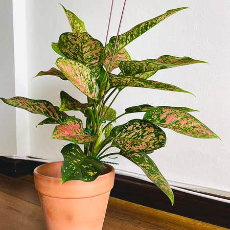 Photo of the plant species Chinese Evergreen by @alaiff named Deirdre on Greg, the plant care app
