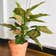 Calculate water needs of Chinese Evergreen