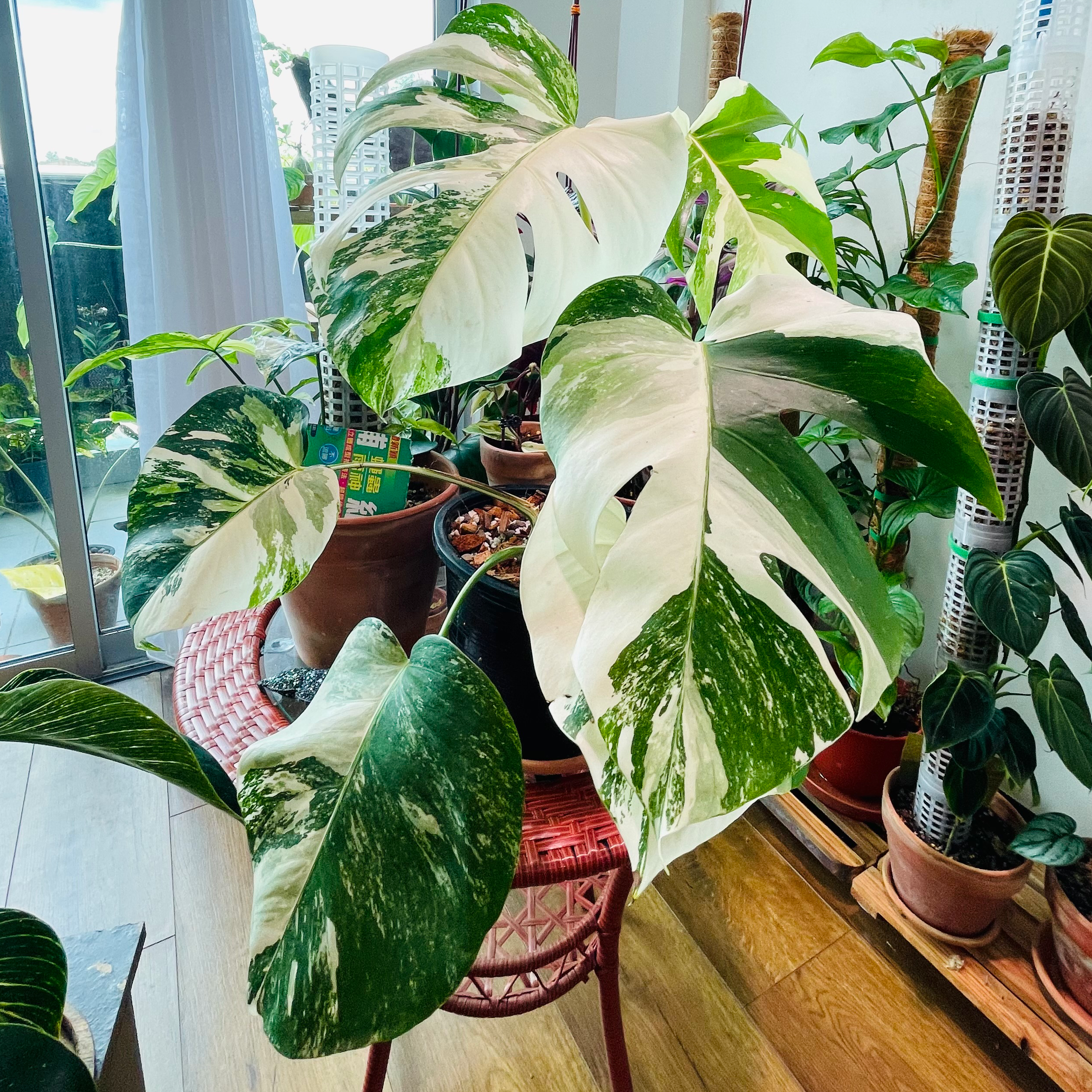 Variegated Monstera plant with large, split leaves featuring green and white coloration.