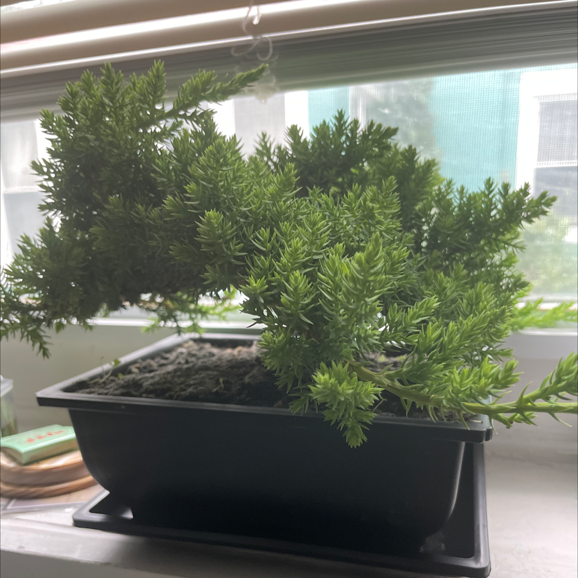 Potted American Common Juniper on a windowsill with dense, green foliage.