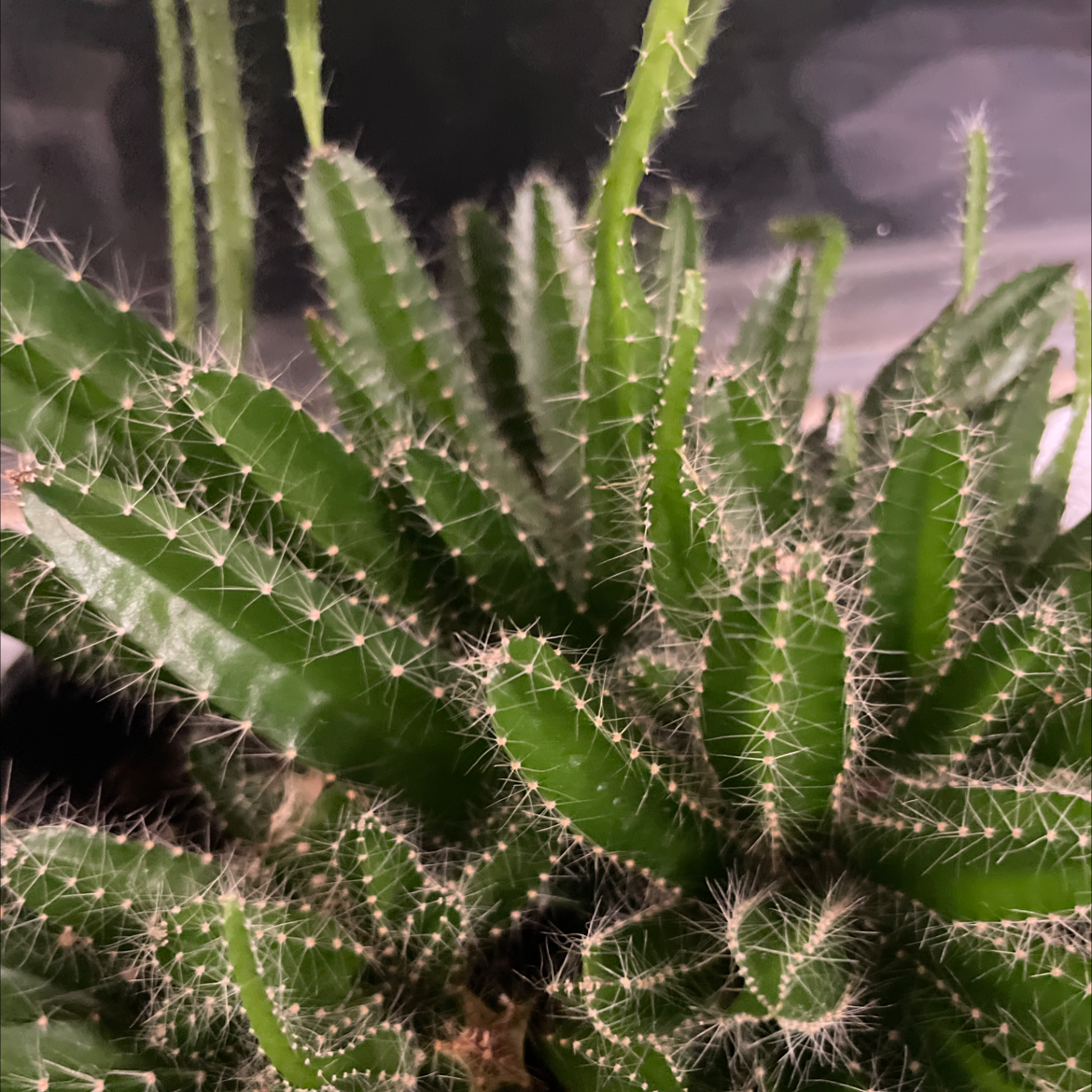 Photo of the plant species Lady-Finger Hedgehog Cactus by Lulu named Sage on Greg, the plant care app