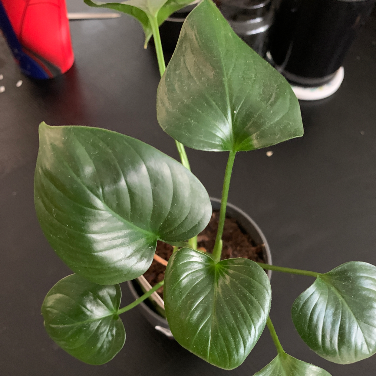 Homalomena Maggy plant with healthy, glossy green leaves in a pot.