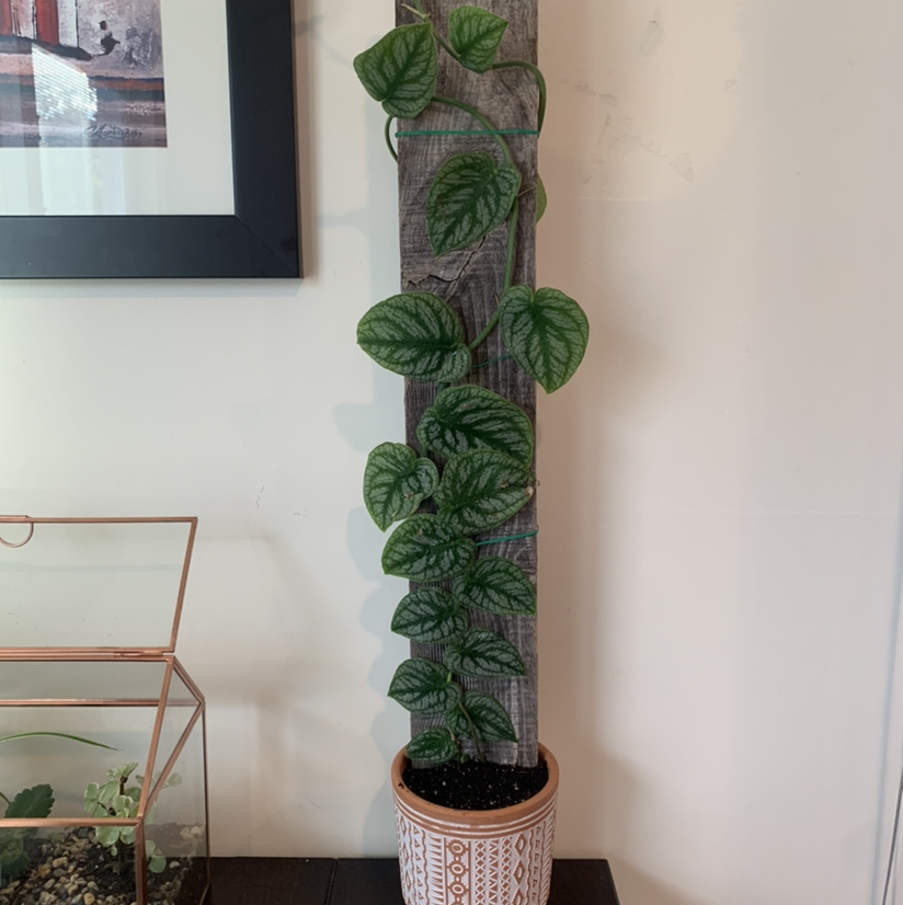 Shingle Plant climbing a vertical support in a decorative pot with visible soil.