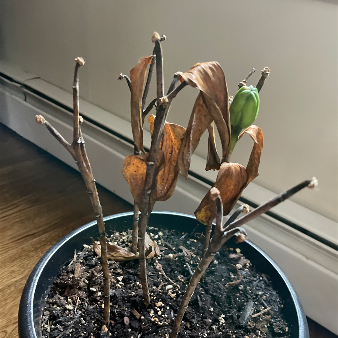 Plant care for Panhandle Lily on Greg, the plant care app