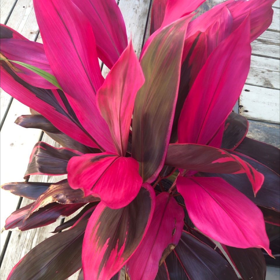 Photo of the plant species Ti Plant by Carol named Red leaves on Greg, the plant care app