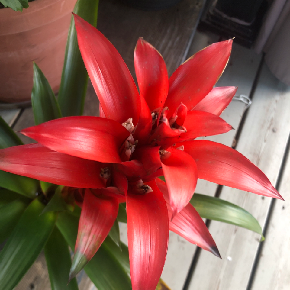 Photo of the plant species Flaming Torch by Carol named Forrest on Greg, the plant care app
