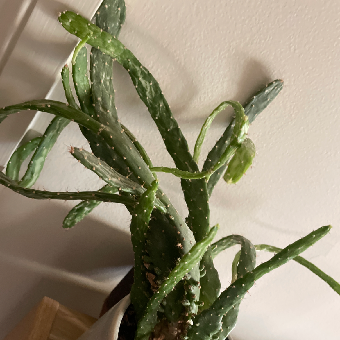 Photo of the plant species Prickly Pear by Talia named Yecactetirina on Greg, the plant care app