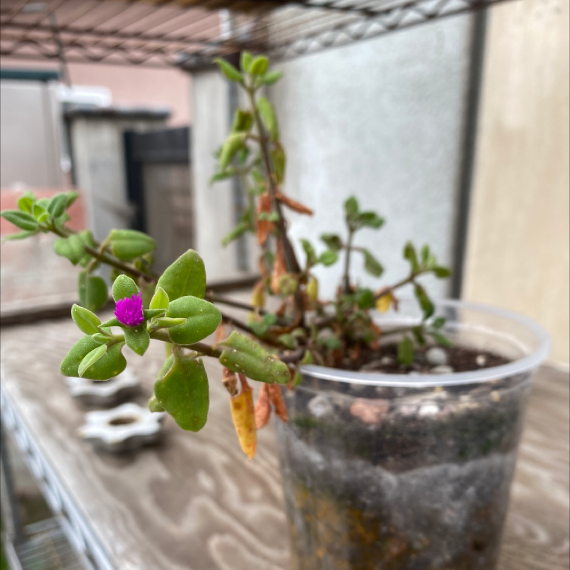 Baby Sun Rose plant in a plastic container with some yellowing and browning leaves, and a small purple flower.