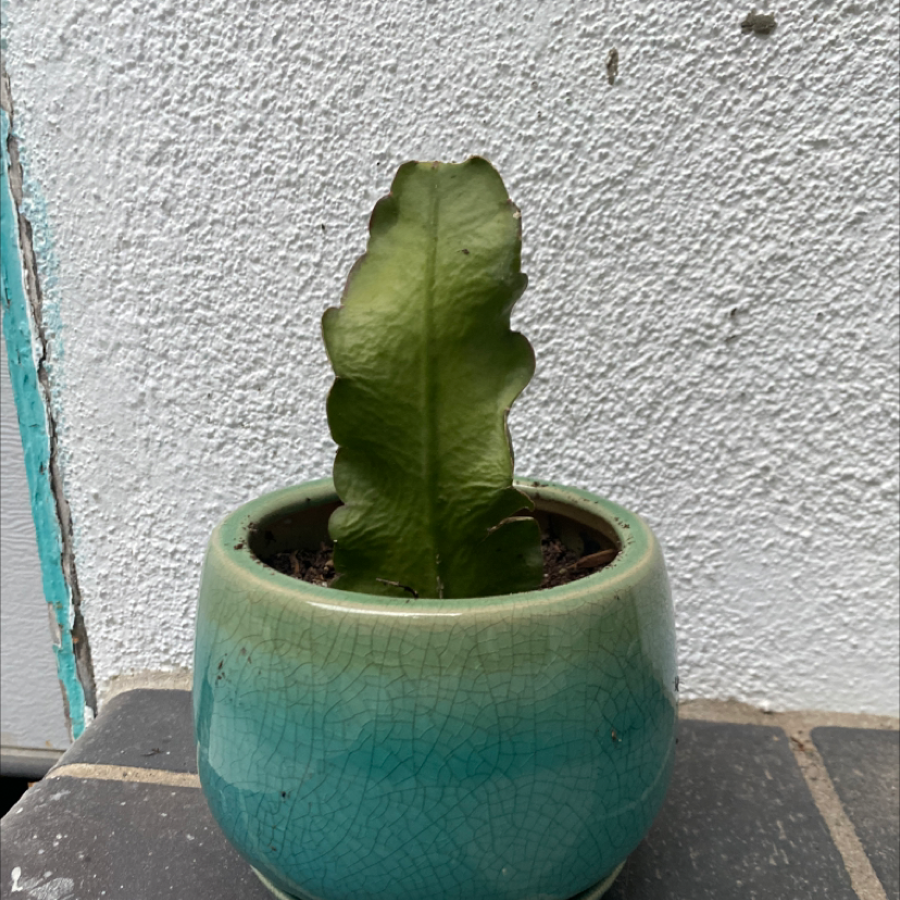 Dutchman's Pipe Cactus in a ceramic pot with visible soil, well-framed and in focus.