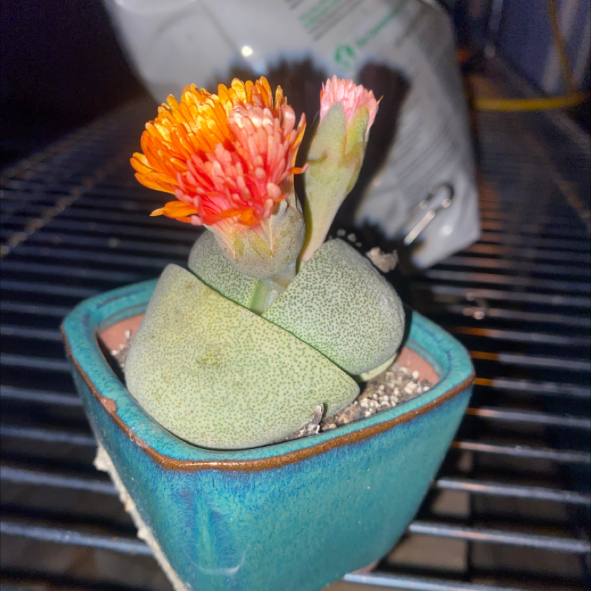 Photo of the plant species Lithops bromfieldii by @mishem named Cici on Greg, the plant care app
