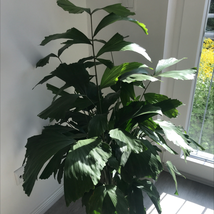 Photo of the plant species Fishtail Palm by Anna named Austen on Greg, the plant care app