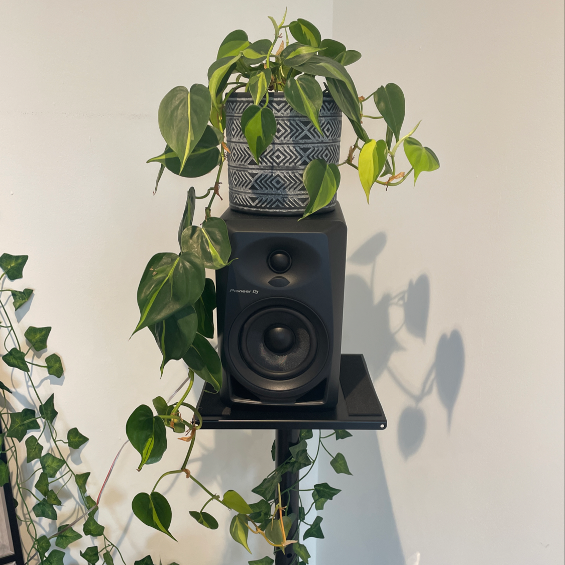 Philodendron Scandens plant photo by @Otty named Leo on Greg, the plant care app.
