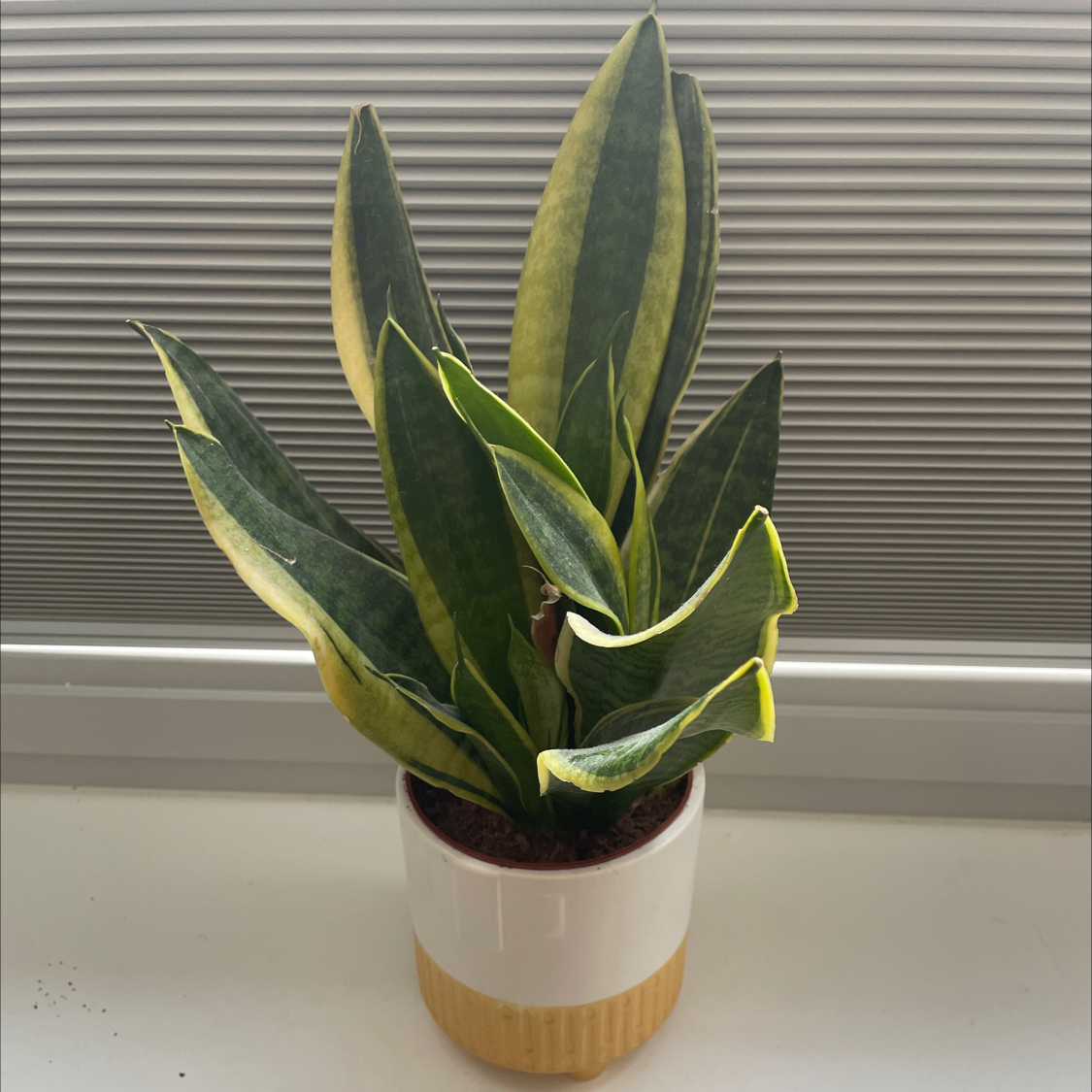 Snake Plant plant photo by @Otty named Kanye on Greg, the plant care app.
