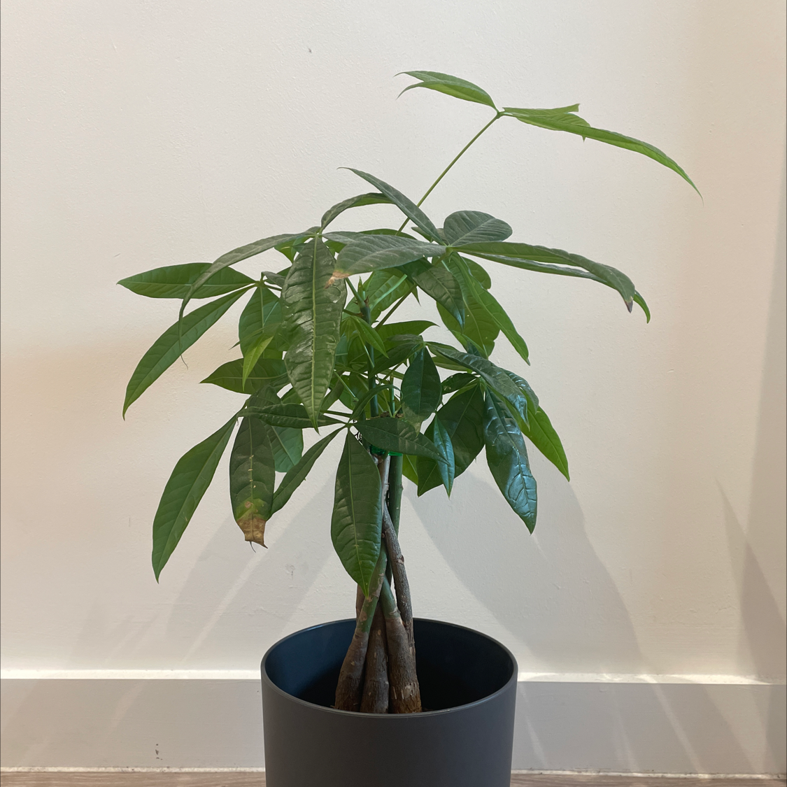 Money Tree plant photo by @Otty named Polly on Greg, the plant care app.