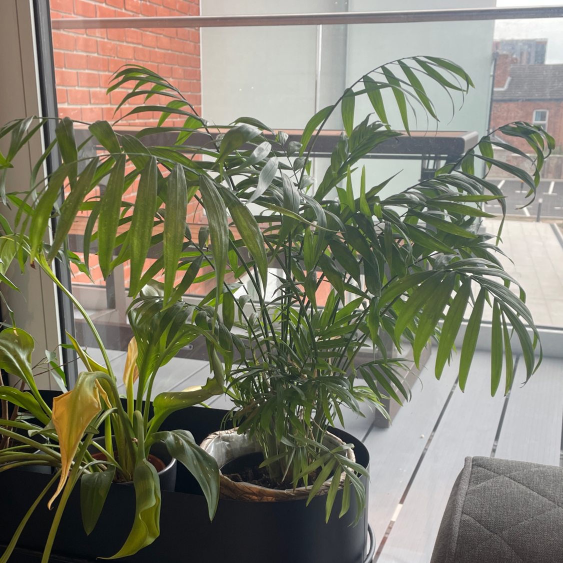 Parlour Palm plant photo by @Otty named Daphnie on Greg, the plant care app.
