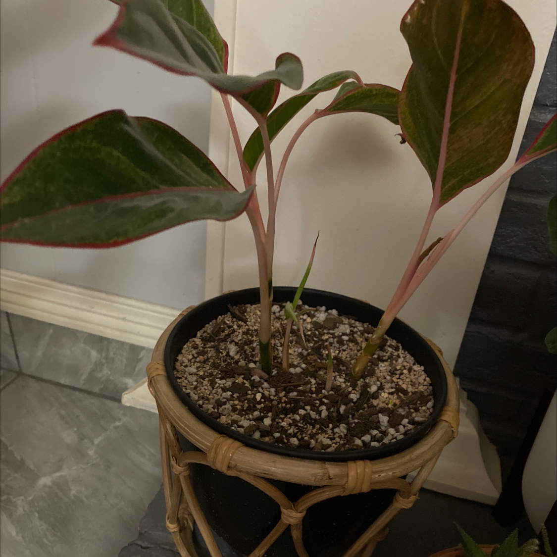 Red Siam Aurora Aglaonema plant in a pot with visible soil, healthy leaves, and no flowers.