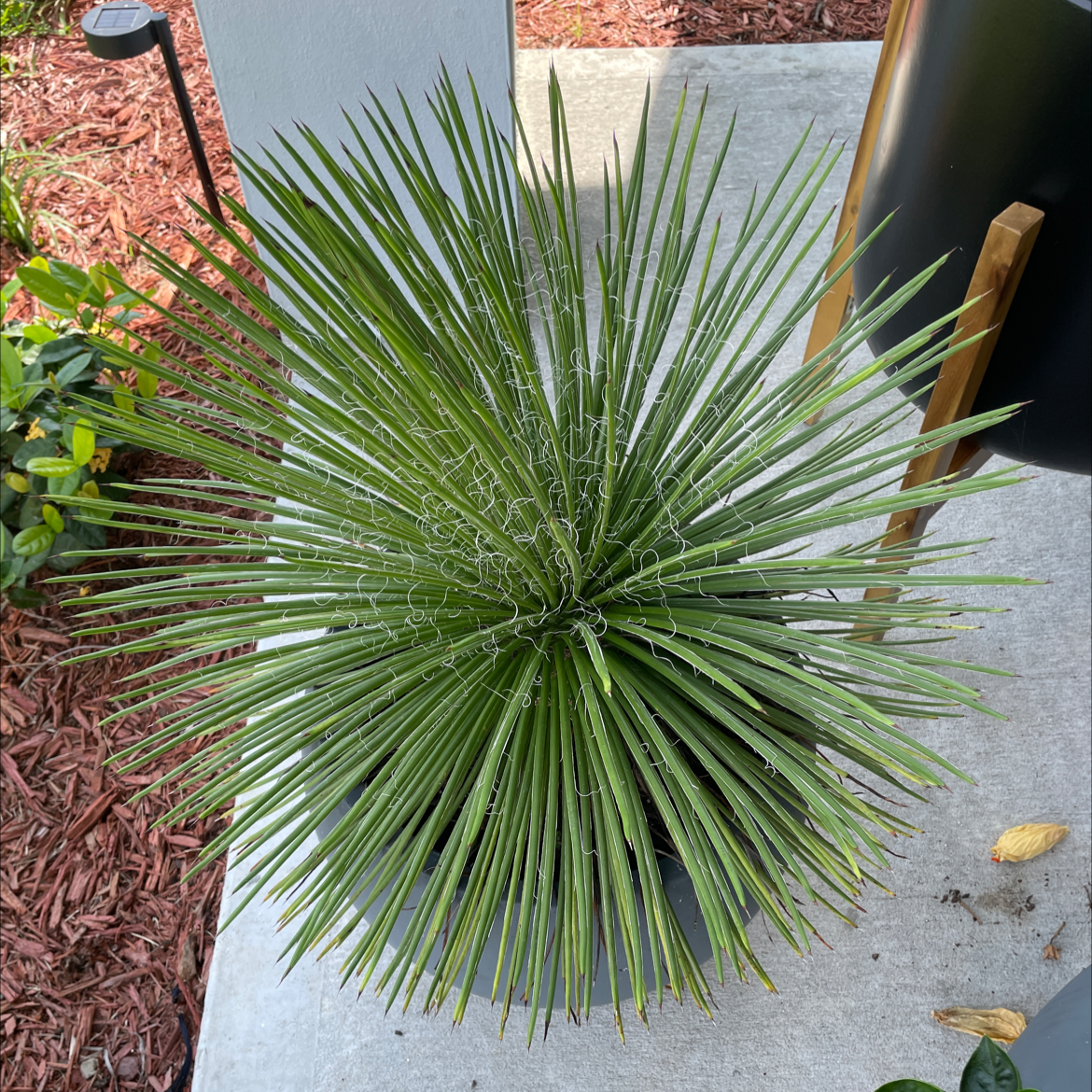 Healthy Twin-Flowered Agave plant with green leaves in a pot.
