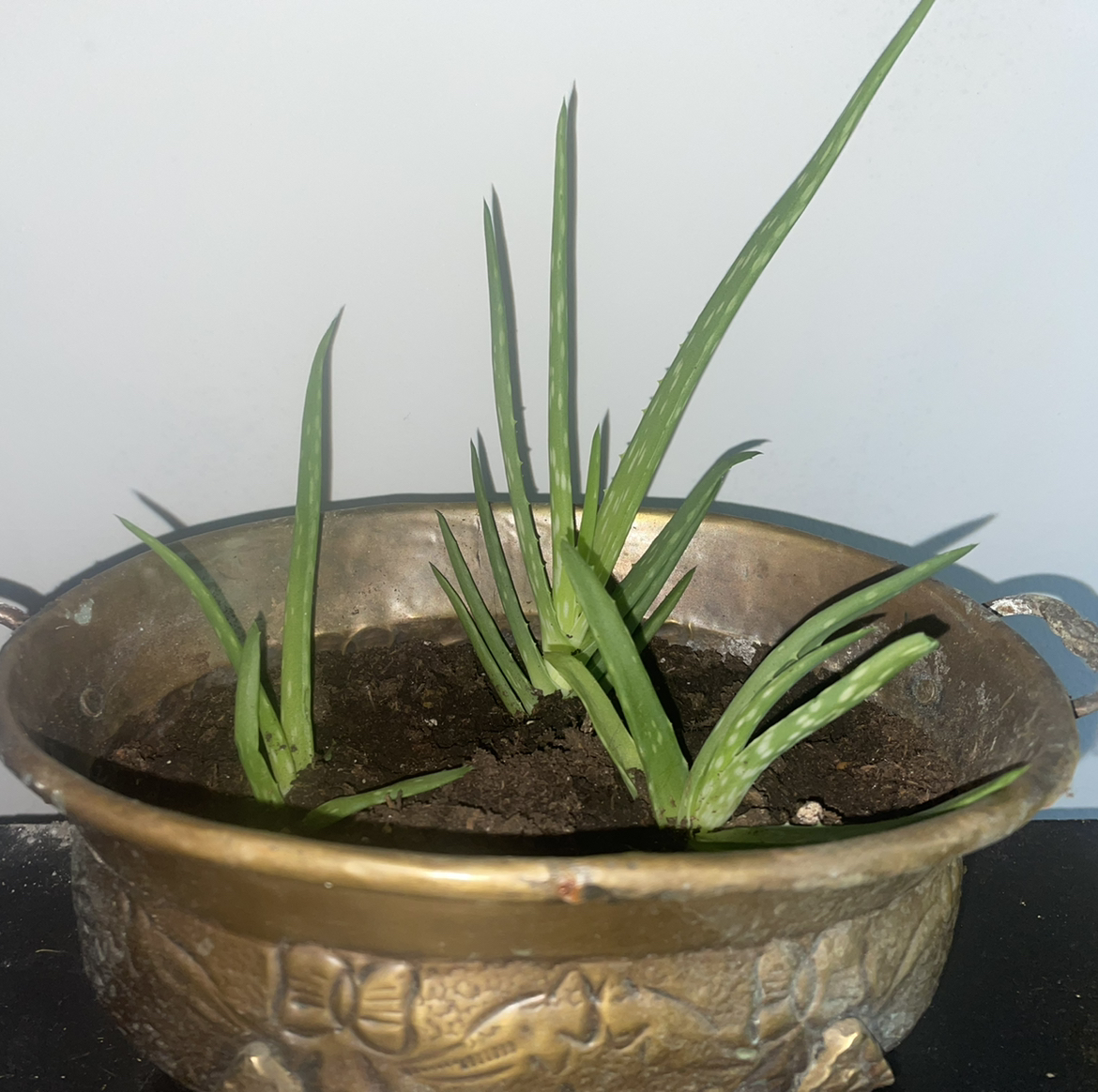 Aloe vera plant photo by @kaiti19_07 named Eros on Greg, the plant care app.