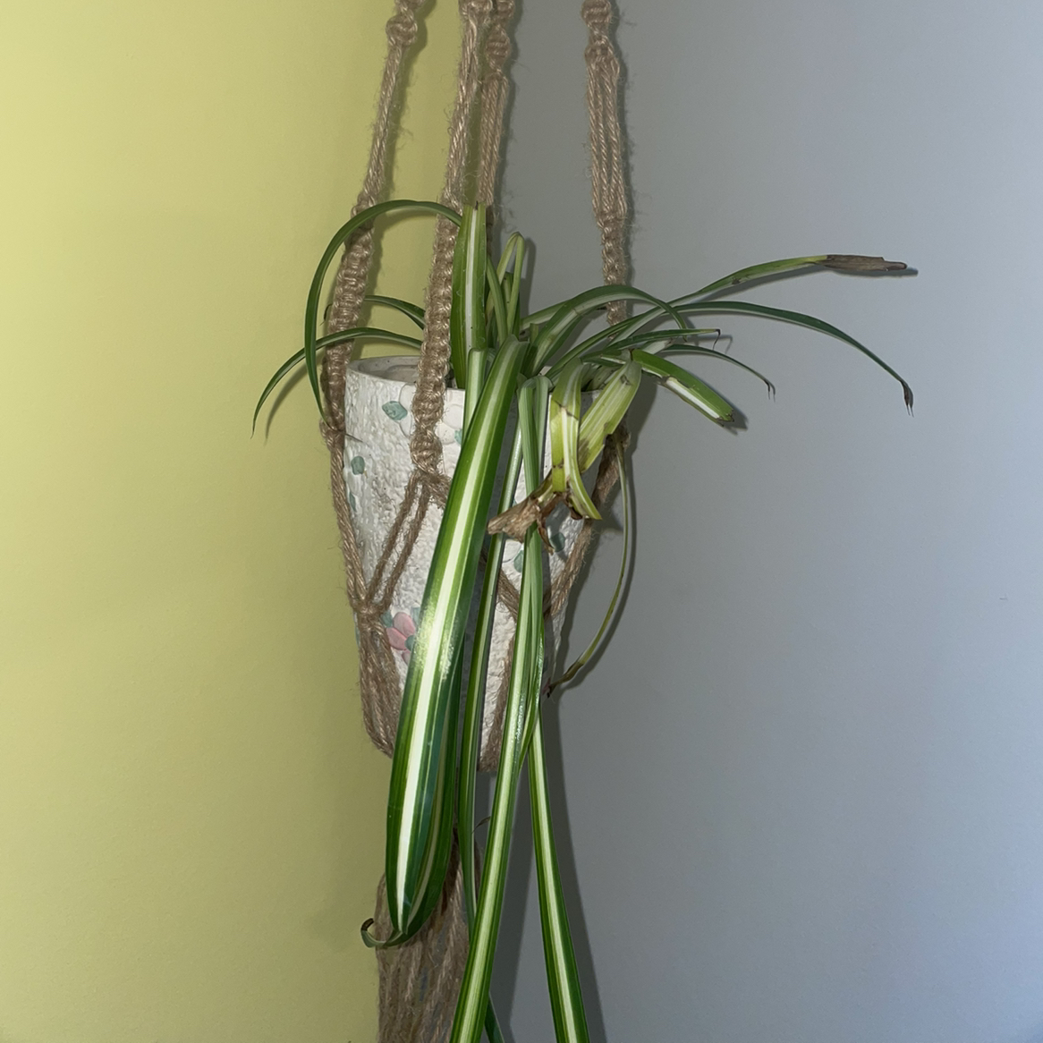 Spider Plant plant photo by @kaiti19_07 named Zeus on Greg, the plant care app.