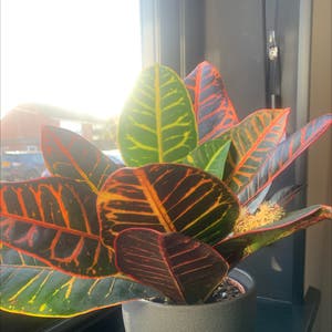 Codiaeum Variegatum plant photo by @mama_nature named Dino on Greg, the plant care app.