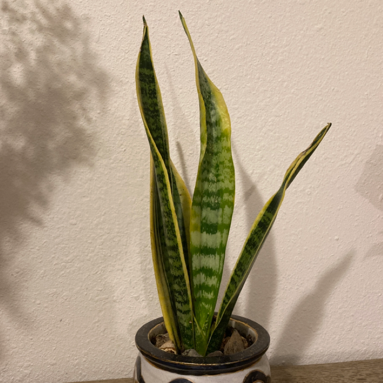 Snake Plant plant photo by @SophieH named 🐍🐍🐍 on Greg, the plant care app.