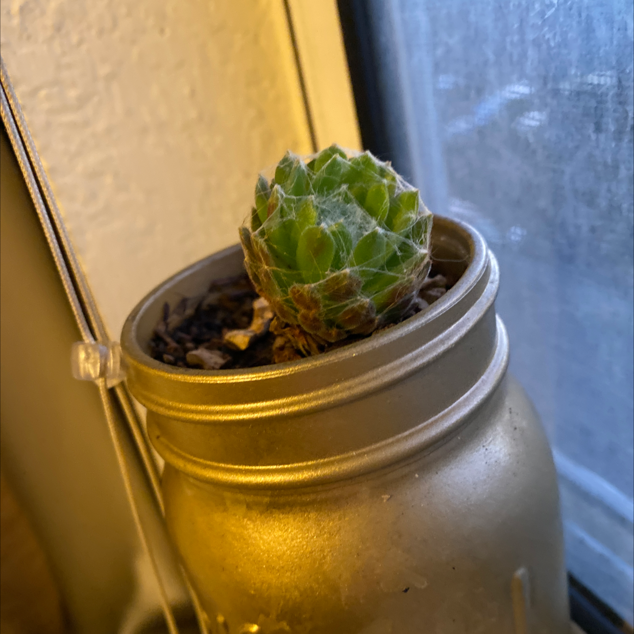 Cobweb Hens and Chicks plant in a small container near a window.
