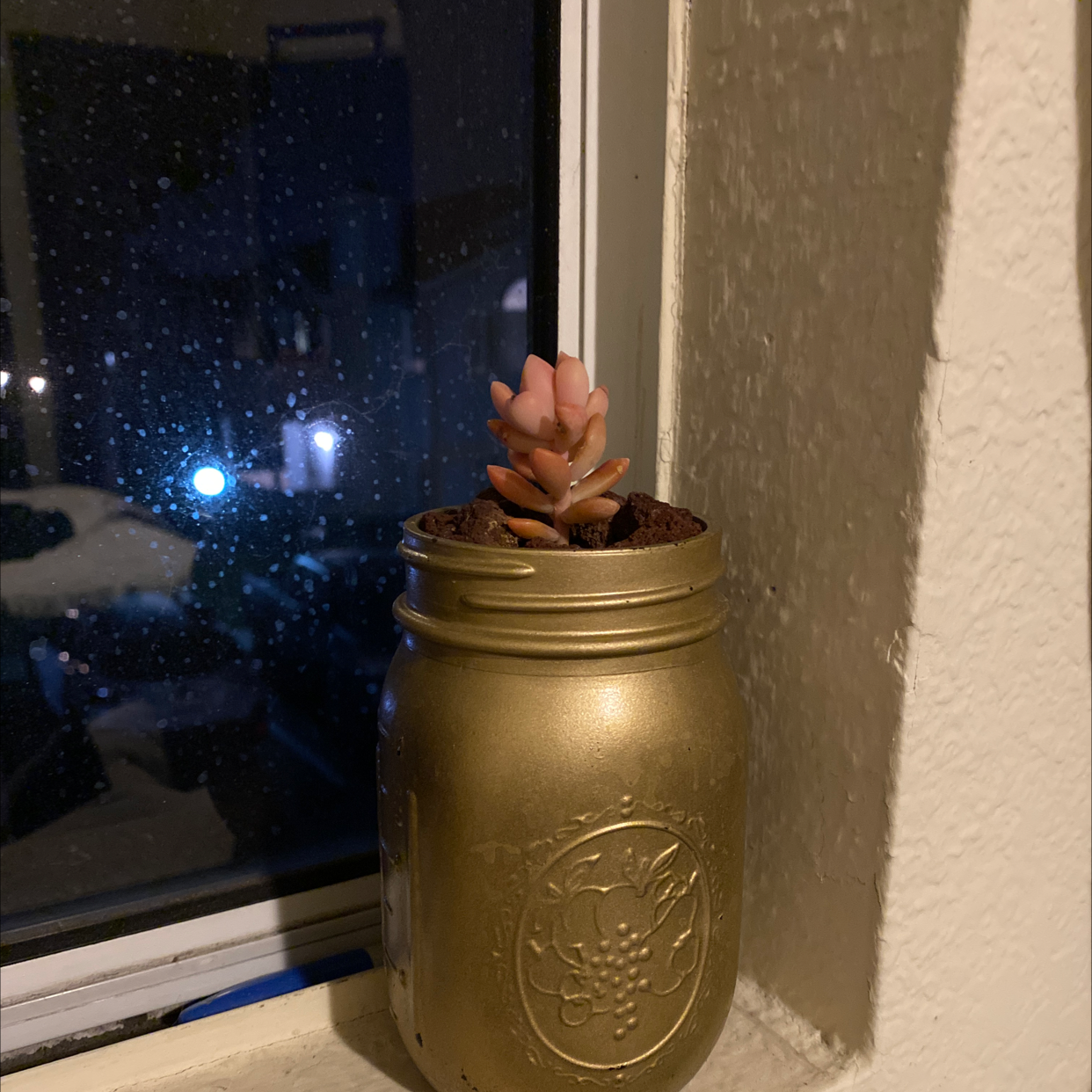 Pachyphytum Baby Finger succulent in a golden jar on a windowsill at night.